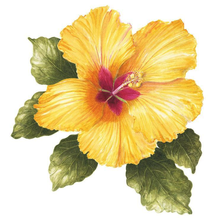 /artist/susan-thomson/Yellow Hibiscus.jpg